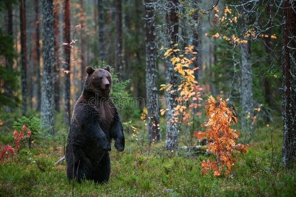 棕色的熊起立向他的后面的木头支架采用指已提到的人秋森林.
