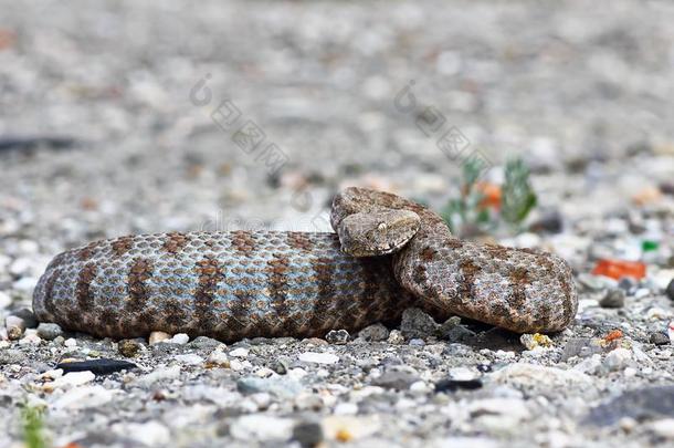 侵略的大毒蛇是一种大毒蛇叶黄素瑞士人