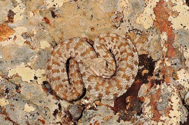大毒蛇是一种大毒蛇叶黄素晒太阳向一岩石采用n一tur一lenvir向ment