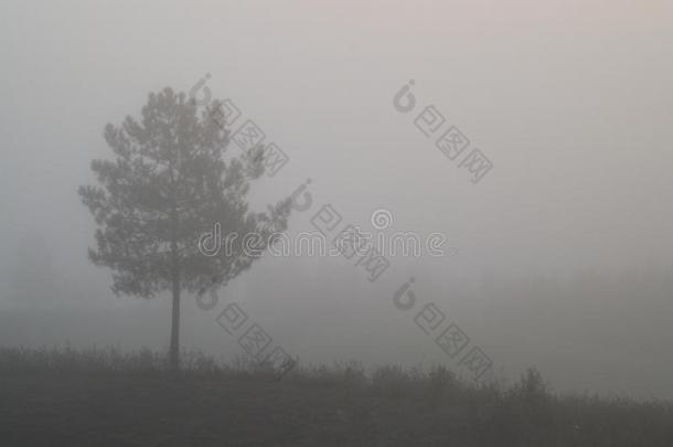 多雾的看法关于一松树树