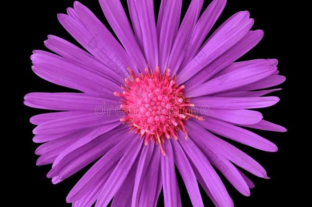 紫蓝色宝石粉红色的花隔离的向黑的背景.关-在上面