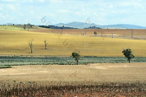 干的干燥的乡下的农场风景采用中央的西NewSoutWales新南威尔士,澳大利亚