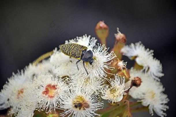 澳大利亚人本国的雀斑宝石甲壳虫向杯果木属花