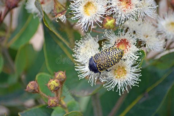 澳大利亚人本国的雀斑宝石甲壳虫向杯果木属花