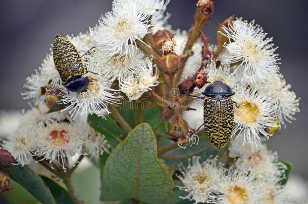 澳大利亚人本国的雀斑宝石甲壳虫向杯果木属花
