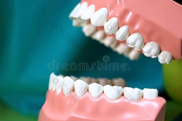 口腔学家展映人造的下巴模型,教学牙齿的关心