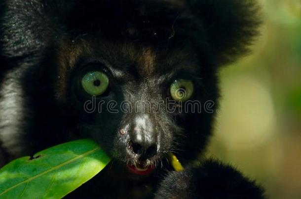 某地<strong>特有</strong>的马达加斯加大狐猴狐猴采用自然的栖息地.也叫指已提到的人巴布科托