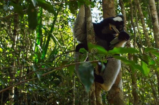 某地<strong>特有</strong>的马达加斯加大狐猴狐猴采用自然的栖息地.也叫指已提到的人巴布科托