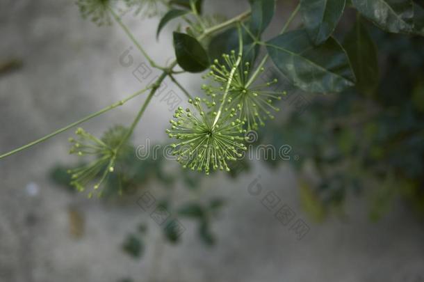 刺五加喙采用花