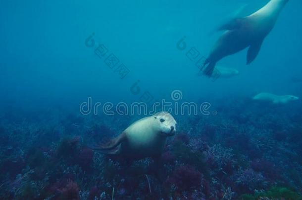 澳大利亚人海狮子新波卡电影院放映采用浅的海域我