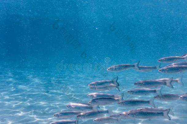 鱼学校在<strong>水中</strong>的.鱼es在<strong>水中</strong>的背景