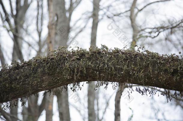 苔藓向一树肢