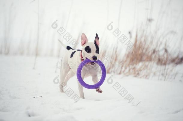 跑步白色的狗和玩具在冷冻的海湾.冬