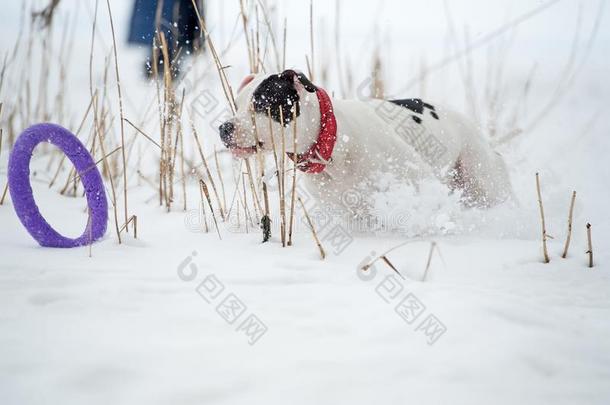 跑步和演奏白色的狗和玩具在冷冻的海湾.冬