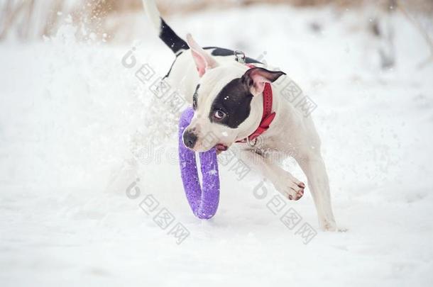 跑步和演奏白色的狗和玩具在冷冻的海湾.冬