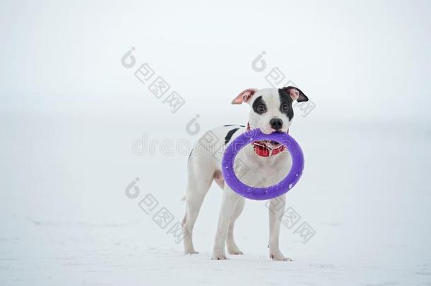 白色的斯塔福德郡小猎狗使摆姿势和玩具在冷冻的海湾.winter冬天