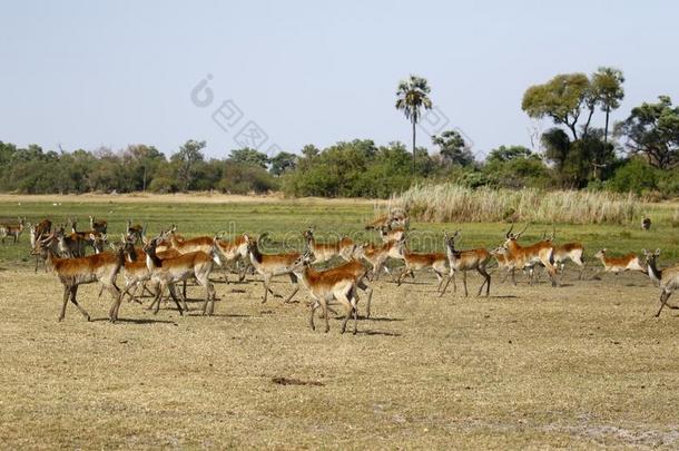 红色的驴羚大的兽群向指已提到的人非洲的平原跑步