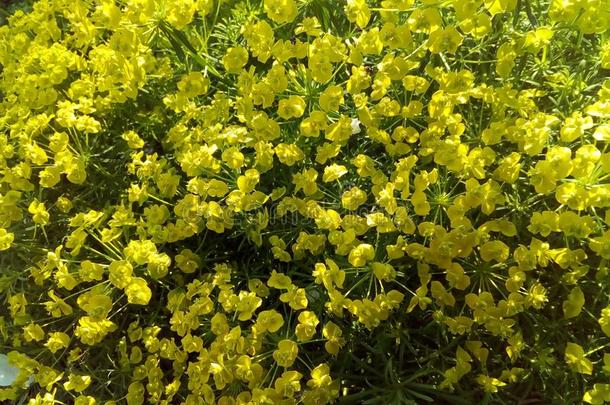 全部的集中,花,黄色的,自然,田,<strong>春季</strong>,植物