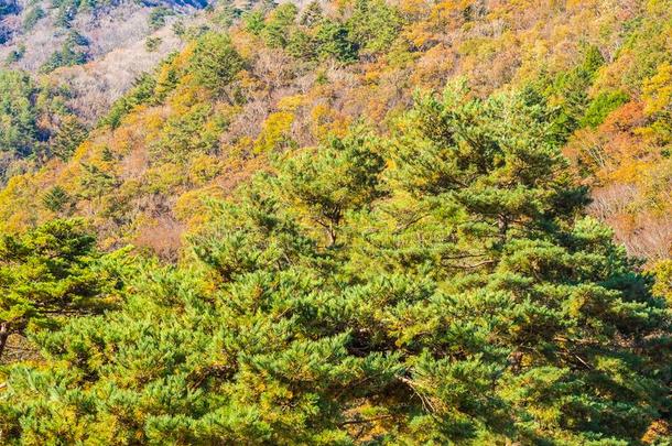 美丽的风景和枫树叶子树采用秋季节