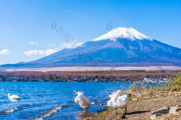 美丽的风景关于山紫藤大约山中湖湖
