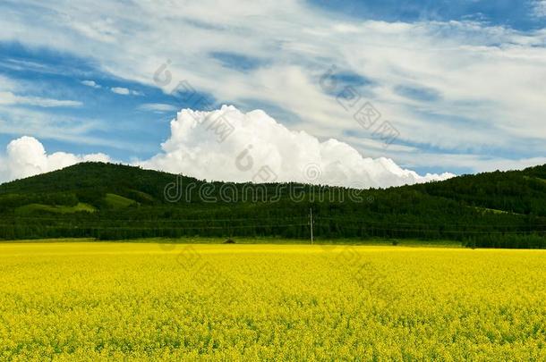 指已提到的人夏花田