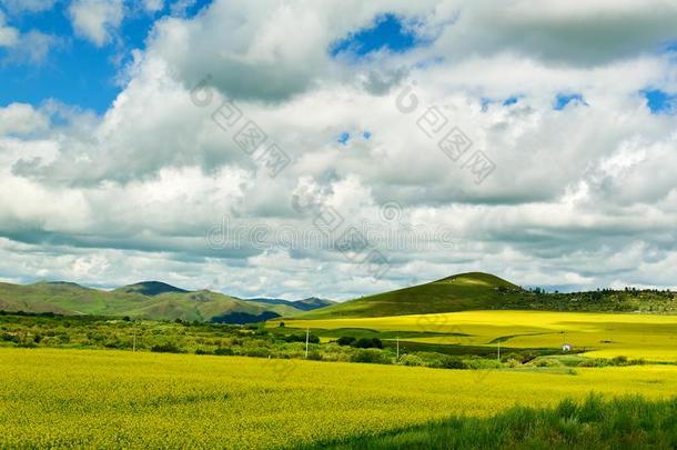 指已提到的人夏草原关于<strong>呼伦贝尔</strong>风景