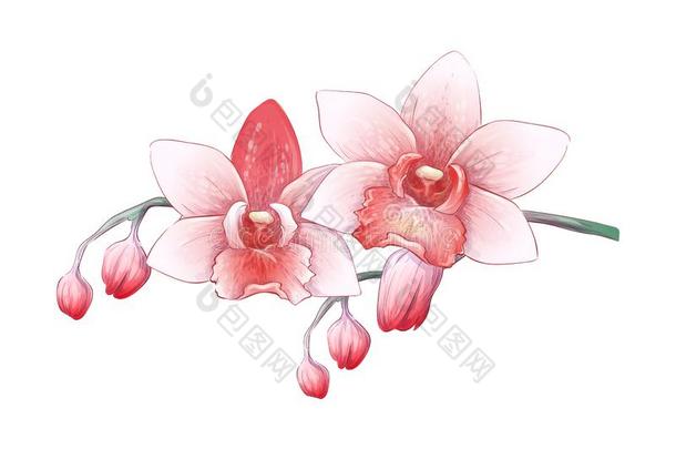放置蝶兰兰花,粉红色的,红色的花向白色的背景,