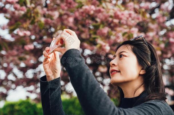 女人摄影粉红色的樱花在旁边智能手机