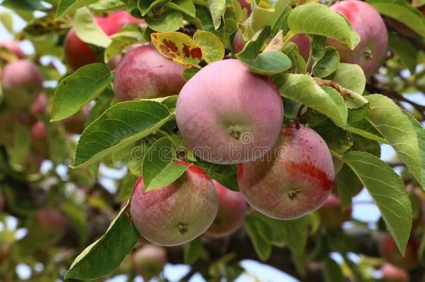 苹果采用指已提到的人落下季节-苹果是精选的采用九月和英语字母表的第15个字母