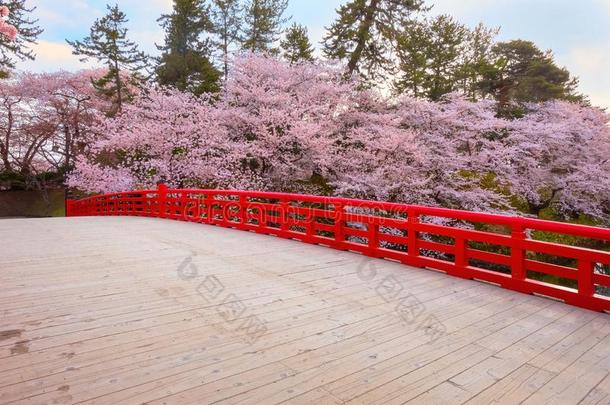 满的花樱花-樱桃花在<strong>弘</strong>前公园采用<strong>弘</strong>前,