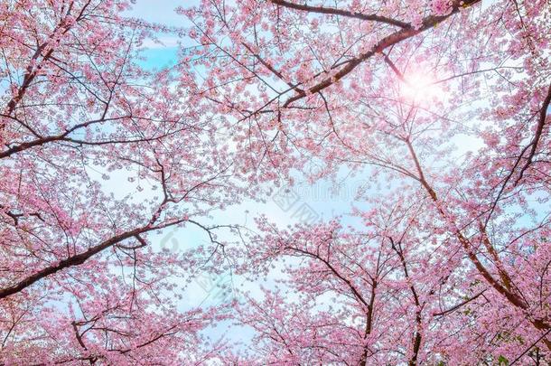 满的花樱花-樱桃花在弘前公园采用弘前,
