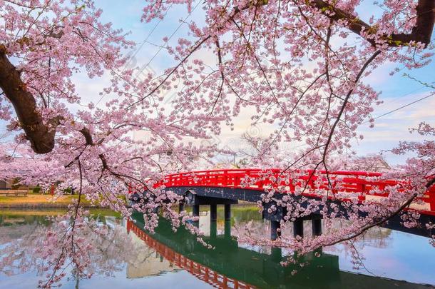 满的花樱花-樱桃花在弘前公园采用弘前,
