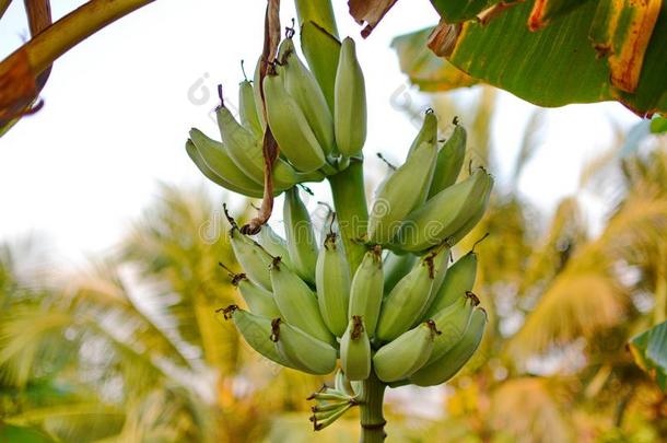 香蕉树.香蕉花.香蕉叶子.香蕉植物.香蕉France法国