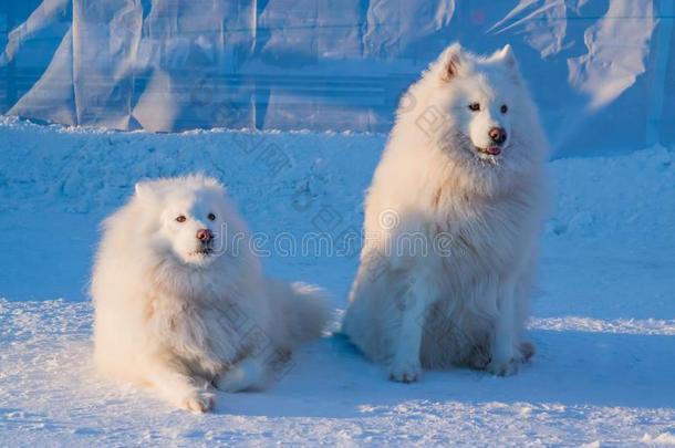 两个萨莫耶德人公狗北方的白色的萨莫耶德人莱卡犬,波美拉尼亚丝毛狗