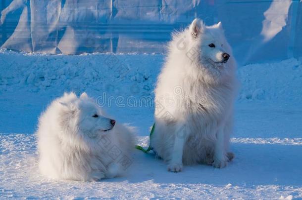 两个萨莫耶德人公狗北方的白色的萨莫耶德人莱卡犬,波美拉尼亚丝毛狗