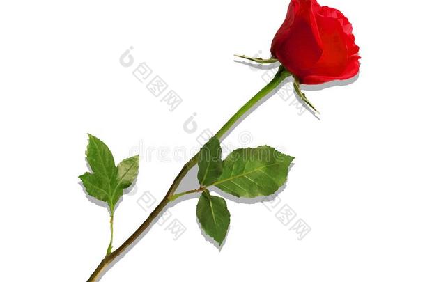 高度地详细的花关于红色的玫瑰隔离的向白色的