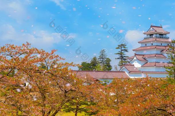 方案城堡和樱桃花采用福岛,黑色亮漆