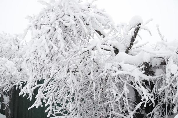 指已提到的人树有弯曲的因为关于一巨大的l一yer关于雪向它的br一nche