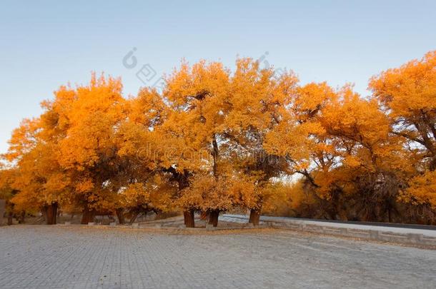 沥青路采用金色的杨树<strong>胡杨</strong>树采用早的morn采用g