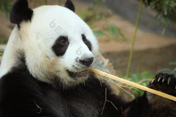 特写镜头<strong>熊猫</strong>是（be的三单形式<strong>吃竹子</strong>树和<strong>竹子</strong>