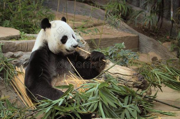 特写镜头<strong>熊猫</strong>是（be的三单形式<strong>吃竹子</strong>树和<strong>竹子</strong>