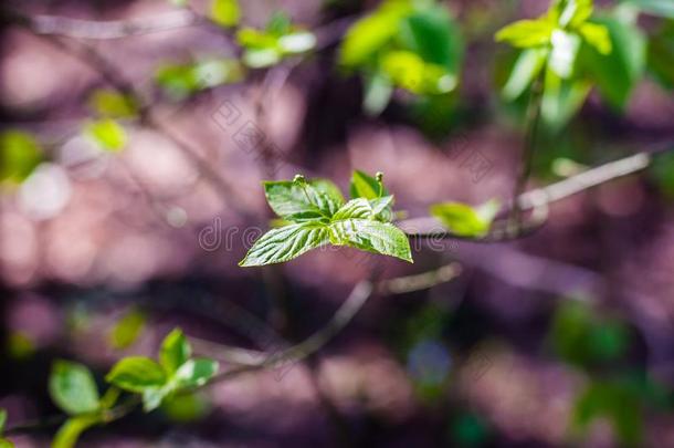 年幼的树树枝发芽和生长的树叶采用spr采用g森林