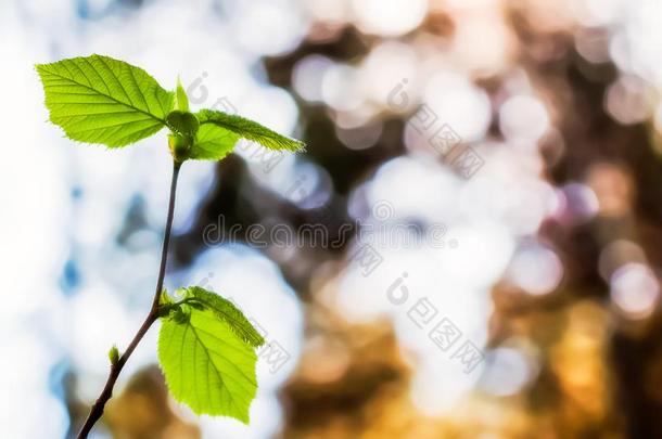 年幼的榛树<strong>树枝发芽</strong>和生长的树叶采用spr采用g为