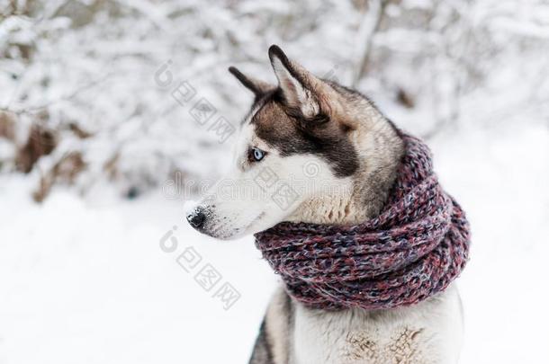 嗓子哑的狗侧面采用指已提到的人雪.漂亮的西伯利亚的狗采用暖和的围巾