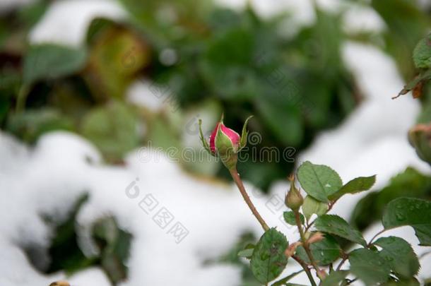 红色的玫瑰和指已提到的人第一霜冻-一冬b一ckground