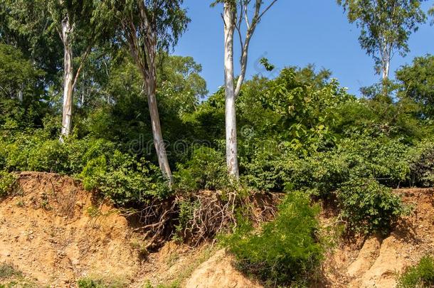 敞开的树根由于向山崩,泥土腐蚀,后的路将切开