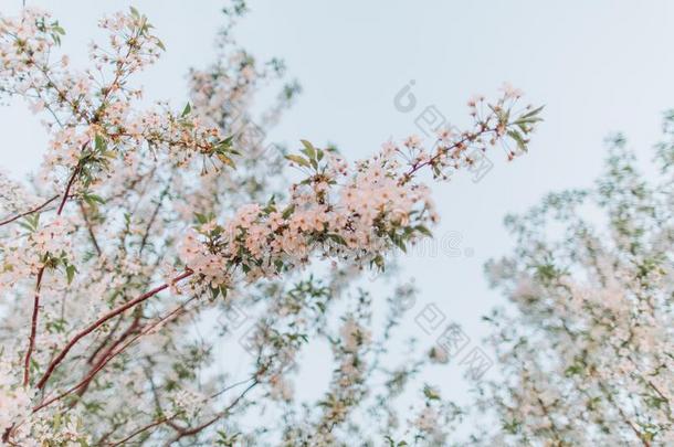 成果花园开花花春季蓝色天