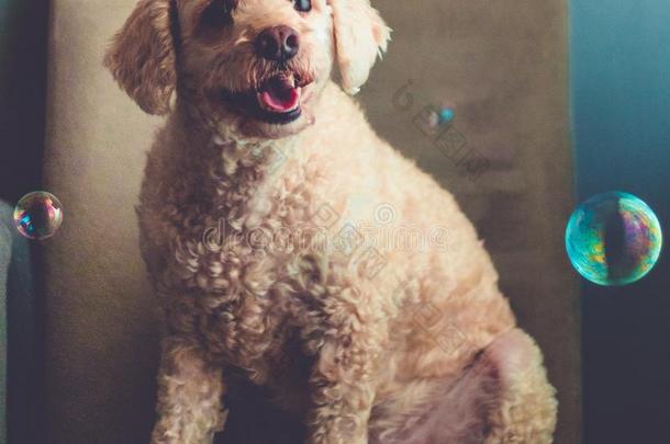 肖像关于微笑的狗大约肥皂泡