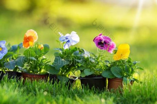 花和蔬菜刚出芽的<strong>幼苗生长</strong>的采用指已提到的人花园