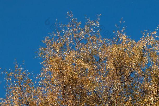 棕色的和黄色的树和蓝色天在的时候秋采用一n一tu关于关于